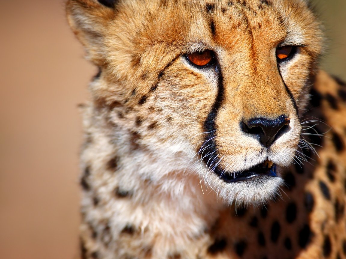 Обои морда, взгляд, большая кошка, животное, гепард, face, look, big cat, animal, cheetah разрешение 2880x1649 Загрузить