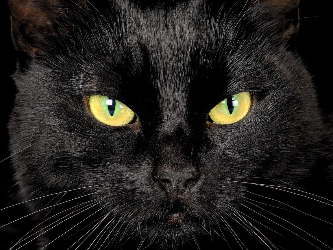 Обои глаза, кот, мордочка, взгляд, черный, eyes, cat, muzzle, look, black разрешение 2560x1600 Загрузить