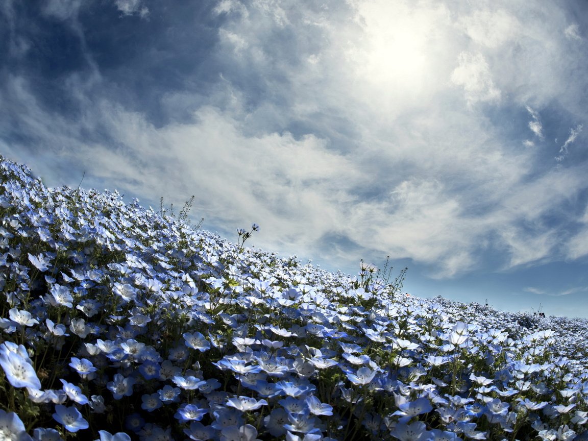 Обои небо, цветы, весна, немофила, вероника, the sky, flowers, spring, nemophila, veronica разрешение 2560x1600 Загрузить