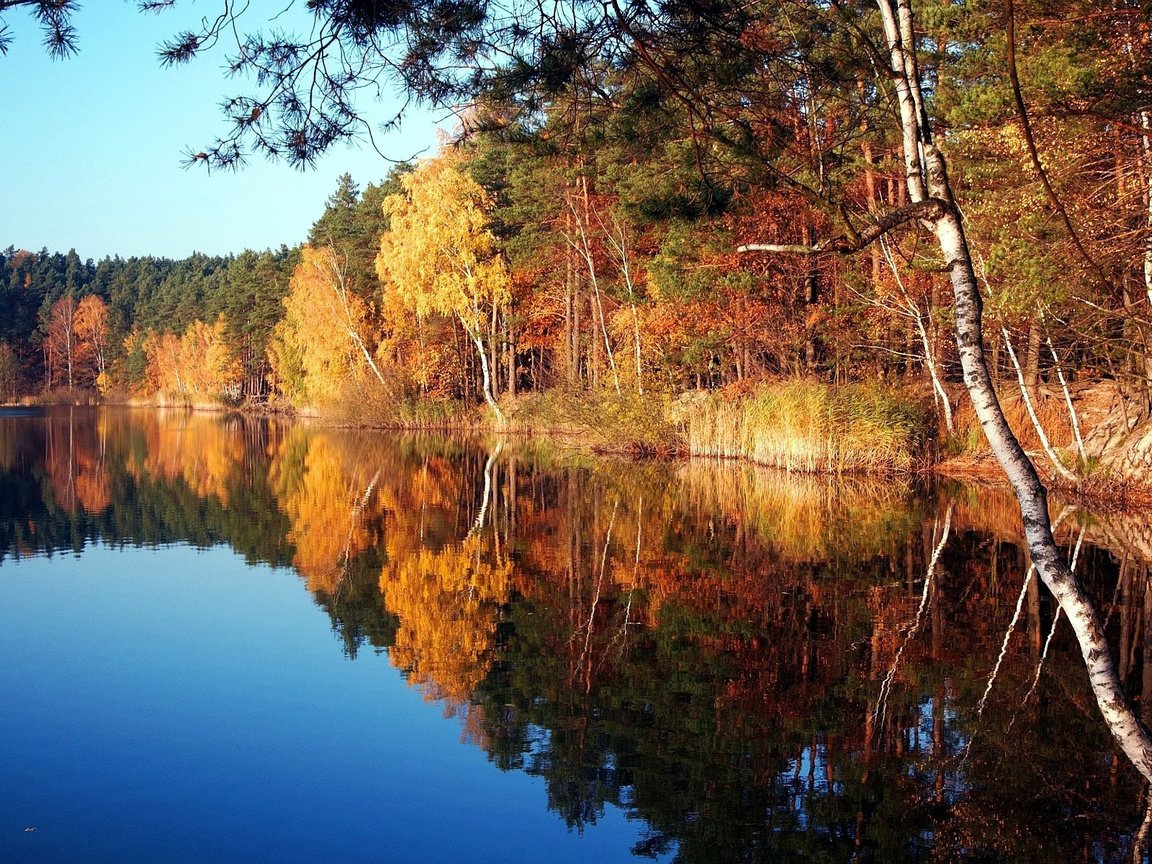Обои деревья, озеро, природа, осень, trees, lake, nature, autumn разрешение 1920x1200 Загрузить