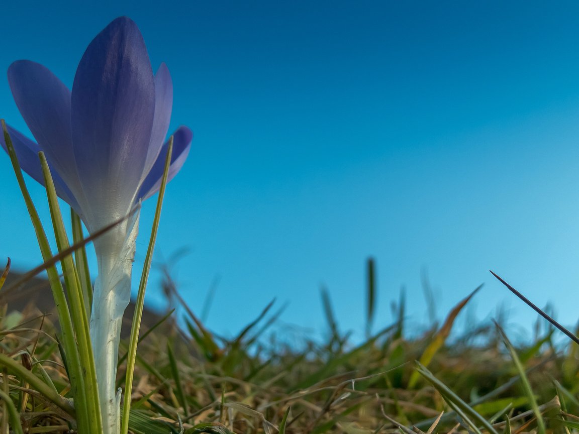 Обои небо, трава, цветок, лепестки, крокус, the sky, grass, flower, petals, krokus разрешение 2048x1413 Загрузить