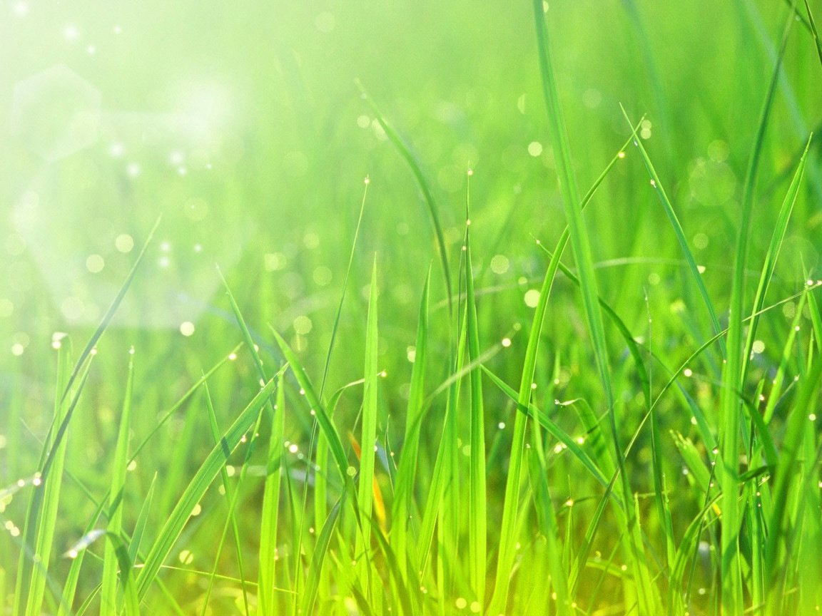 Обои трава, природа, зелень, макро, роса, капли, солнечный свет, grass, nature, greens, macro, rosa, drops, sunlight разрешение 1920x1200 Загрузить