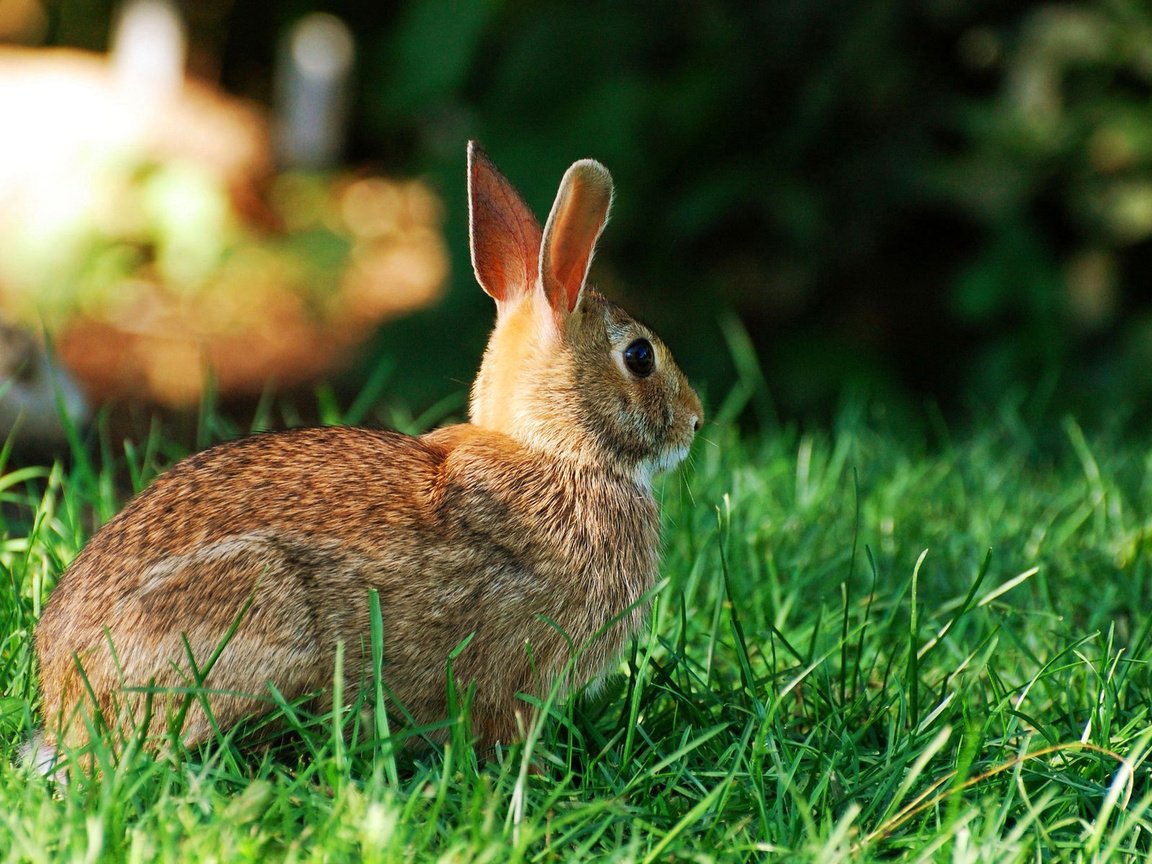 Обои трава, заяц, зайчик, grass, hare, bunny разрешение 1920x1200 Загрузить