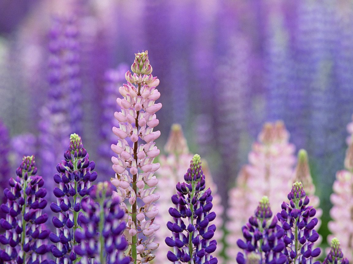 Обои цветы, макро, лето, розовые, фиолетовые, люпины, flowers, macro, summer, pink, purple, lupins разрешение 1920x1200 Загрузить