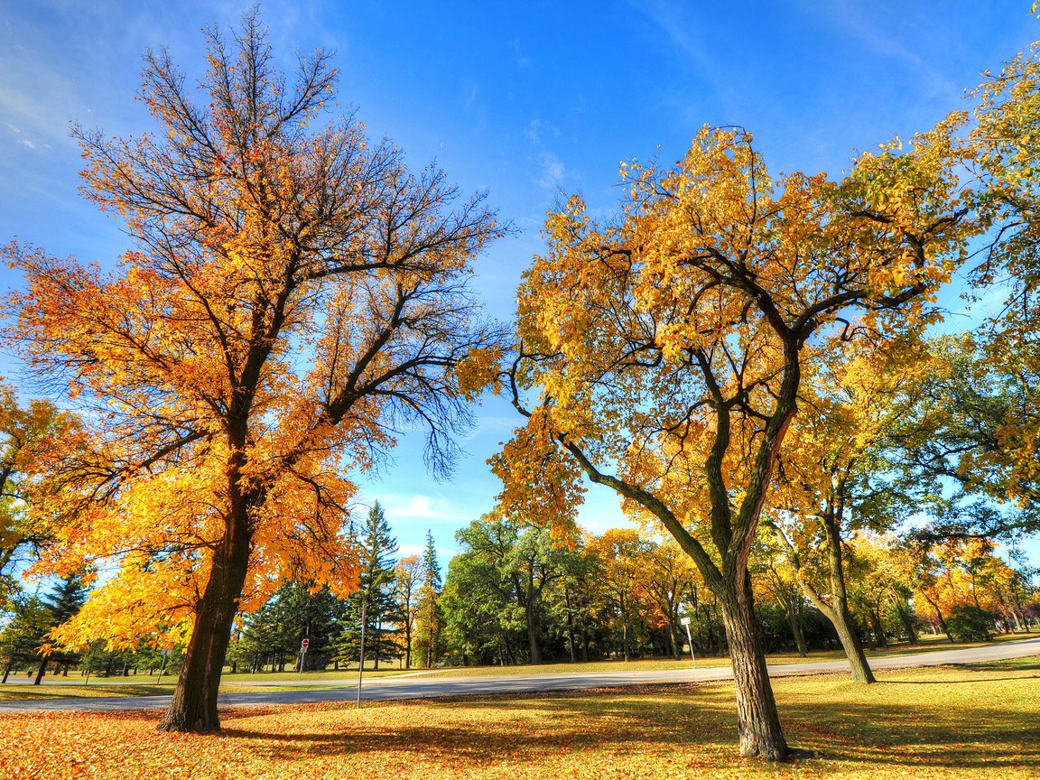 Обои деревья, пейзаж, парк, осень, trees, landscape, park, autumn разрешение 2560x1700 Загрузить