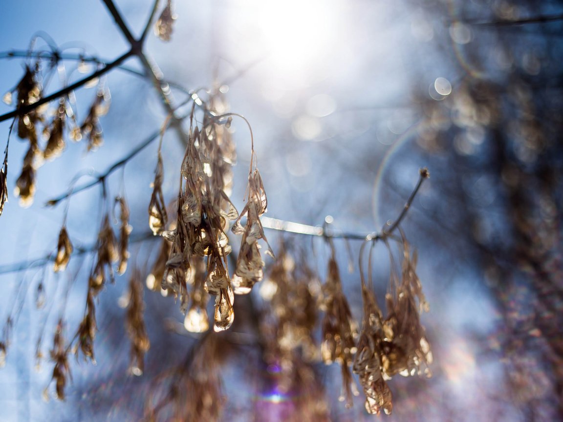 Обои небо, свет, ветка, природа, макро, размытость, the sky, light, branch, nature, macro, blur разрешение 2048x1365 Загрузить