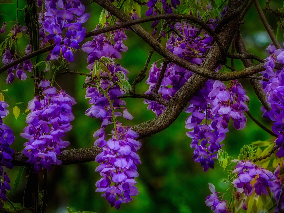 Обои цветы, природа, макро, ветки, соцветия, глициния, вистерия, flowers, nature, macro, branches, inflorescence, wisteria разрешение 2048x1299 Загрузить