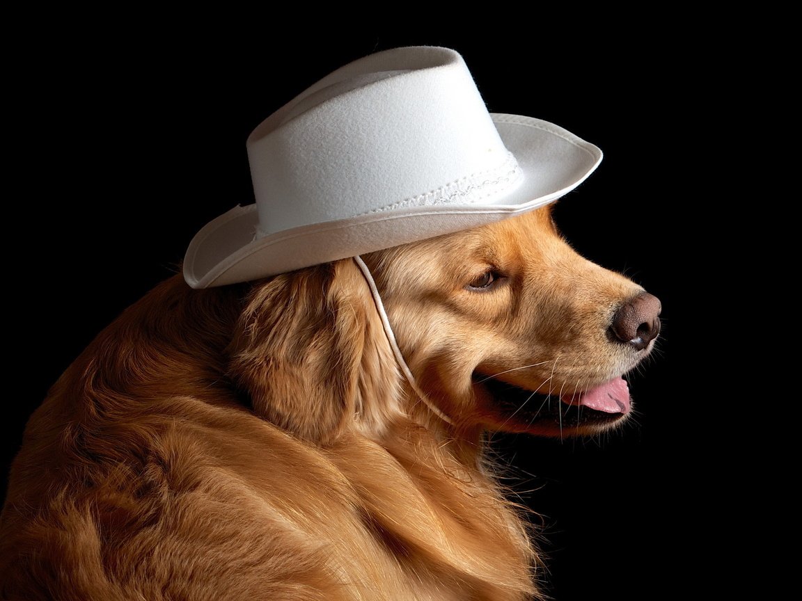 Обои собака, друг, шляпа, золотистый ретривер, dog, each, hat, golden retriever разрешение 2560x1600 Загрузить