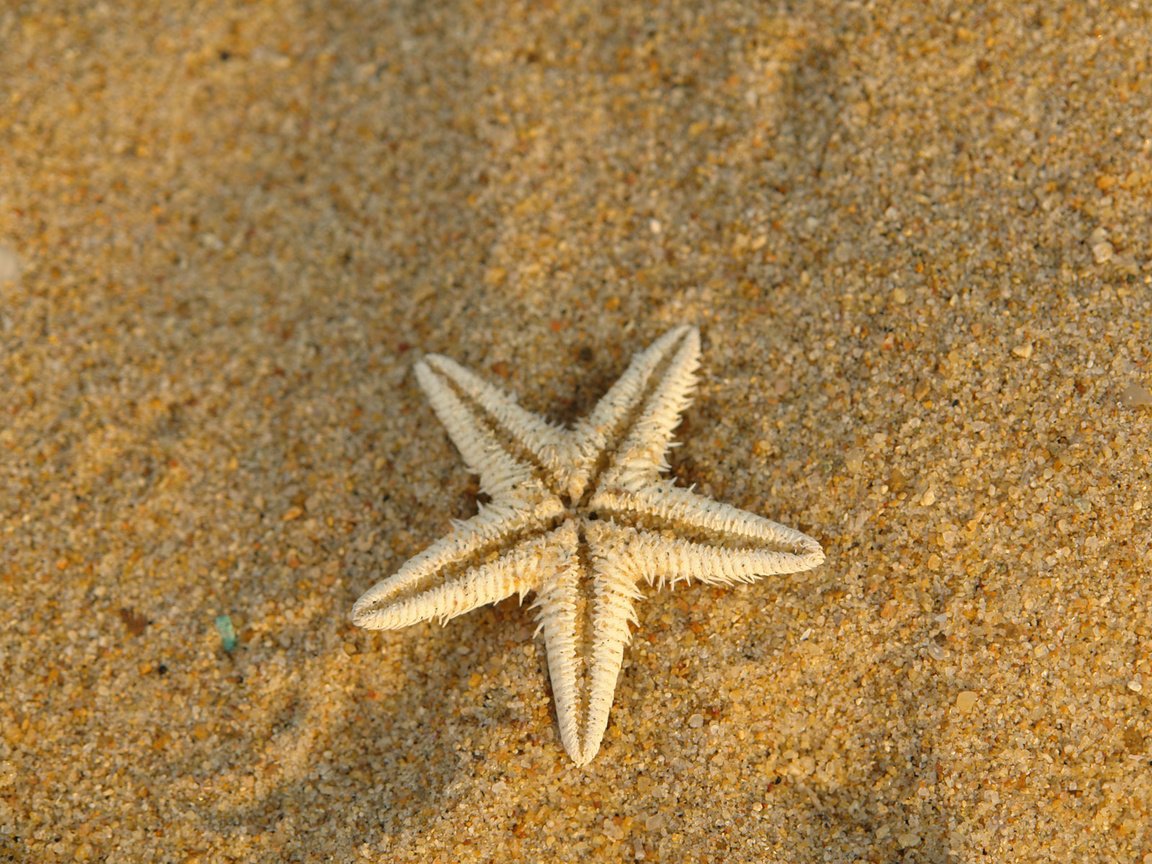 Обои макро, песок, сухая, морская звезда, подводный мир, macro, sand, dry, starfish, underwater world разрешение 1920x1200 Загрузить