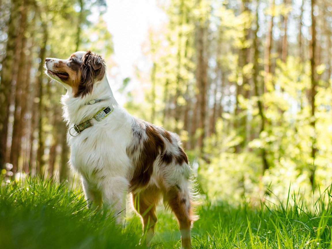 Обои трава, мордочка, взгляд, собака, австралийская овчарка, grass, muzzle, look, dog, australian shepherd разрешение 2560x1600 Загрузить