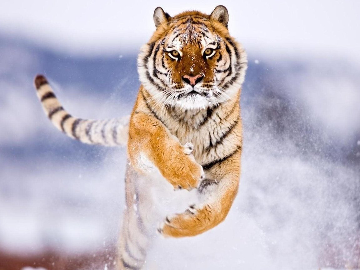 Обои тигр, снег, зима, прыжок, хищник, большие кошки, tiger, snow, winter, jump, predator, big cats разрешение 1920x1080 Загрузить