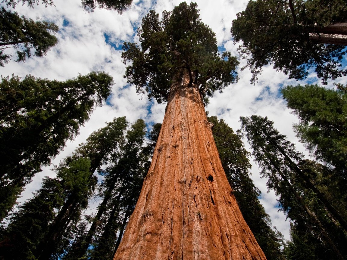 Обои небо, секвойя, облака, деревья, природа, лес, ель, сосна, хвойный лес, the sky, sequoia, clouds, trees, nature, forest, spruce, pine, coniferous forest разрешение 3840x2400 Загрузить