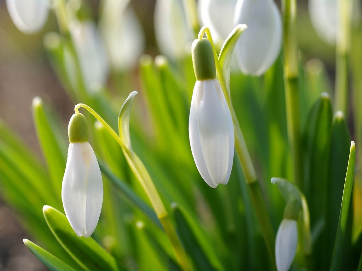 Обои цветы, природа, макро, весна, подснежники, flowers, nature, macro, spring, snowdrops разрешение 3008x2000 Загрузить