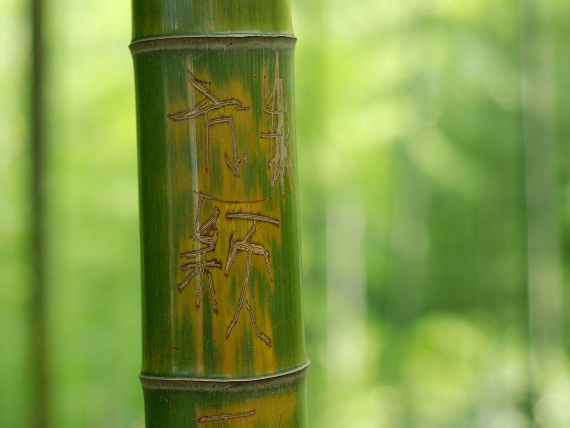 Обои дерево, зелёный, макро, фон, надпись, иероглифы, бамбук, ствол, tree, green, macro, background, the inscription, characters, bamboo, trunk разрешение 2560x1600 Загрузить