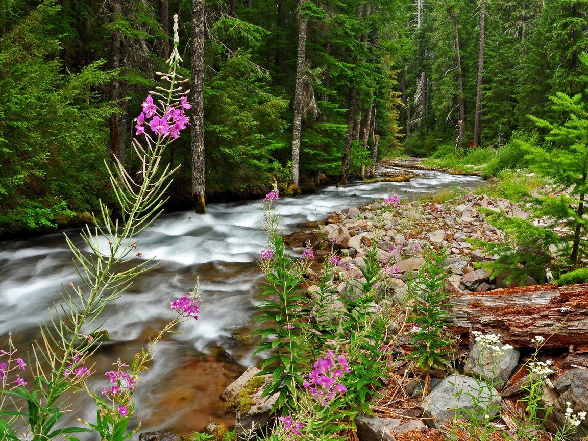 Обои цветы, деревья, река, природа, камни, лес, поток, бревно, flowers, trees, river, nature, stones, forest, stream, log разрешение 2560x1600 Загрузить