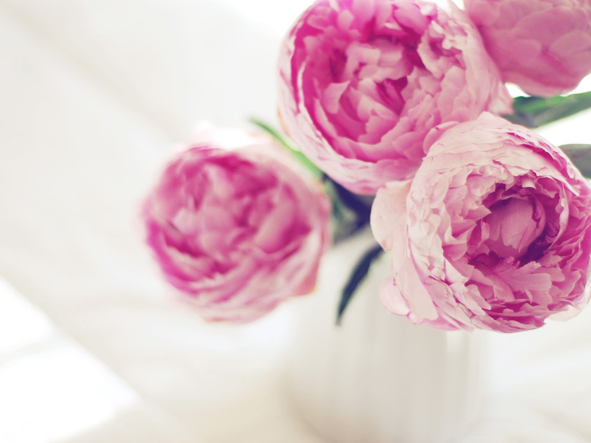 Обои цветы, пионы, flowers, peonies разрешение 3840x2400 Загрузить