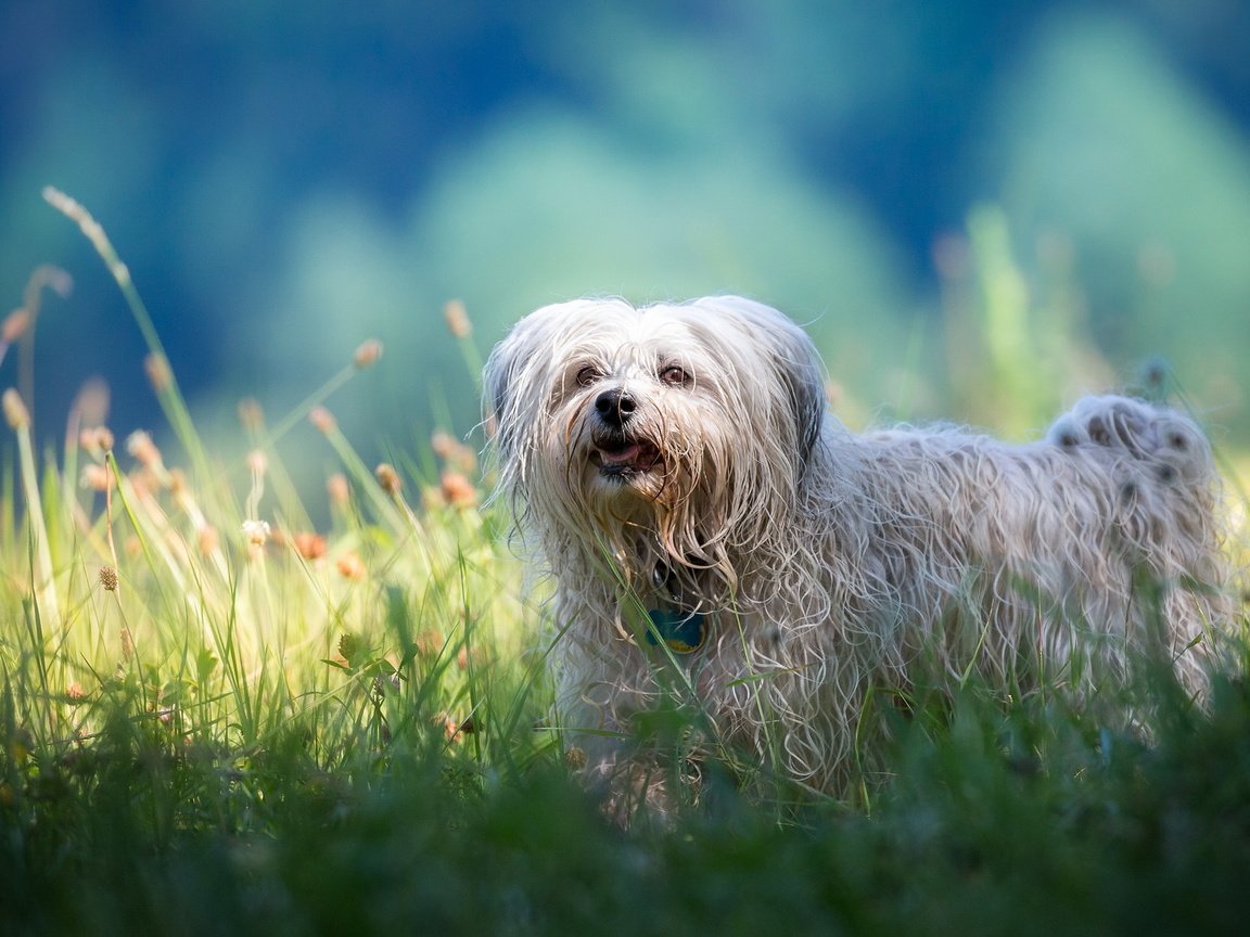 Обои взгляд, собака, друг, бишон фризе, look, dog, each, bichon frise разрешение 2047x1248 Загрузить