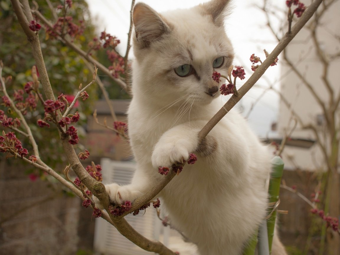 Обои ветки, кошка, котенок, белый, на дереве, branches, cat, kitty, white, on the tree разрешение 2560x1707 Загрузить