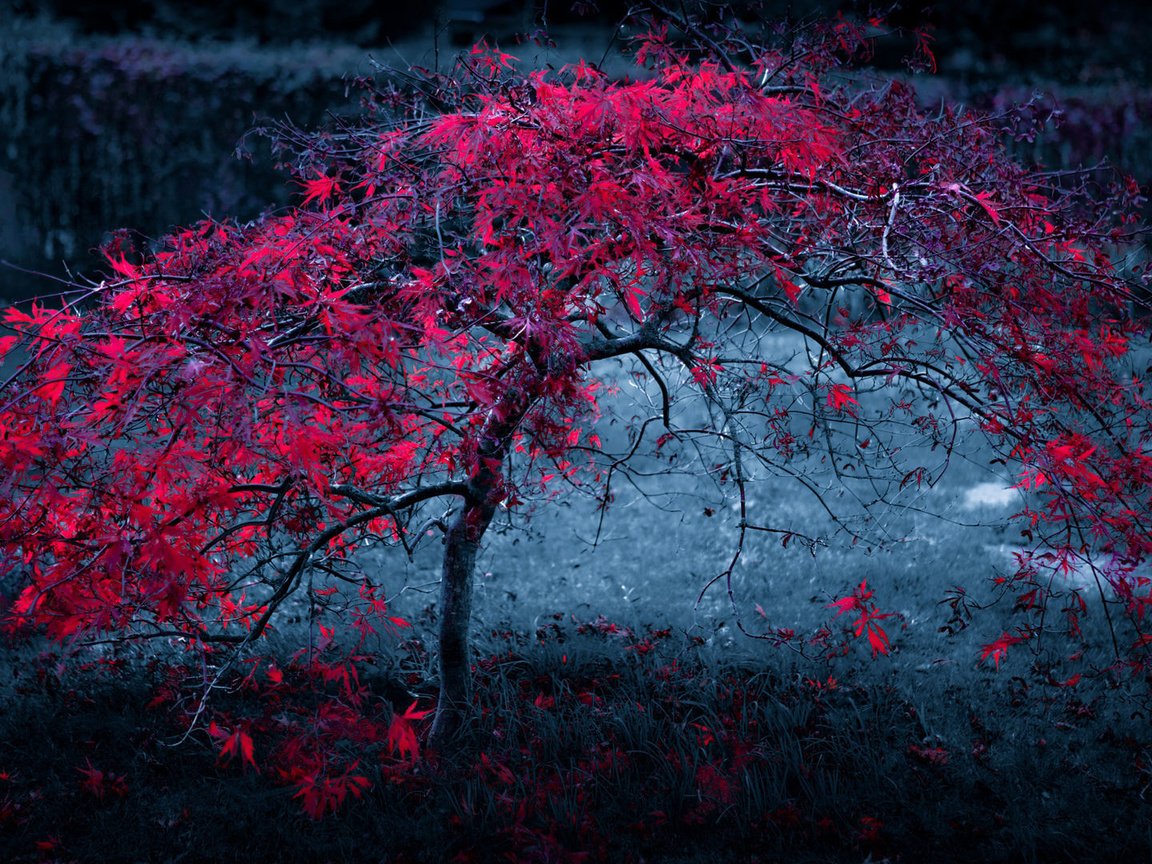 Обои ночь, дерево, листья, фон, туман, осень, красные, темный, night, tree, leaves, background, fog, autumn, red, dark разрешение 1920x1080 Загрузить