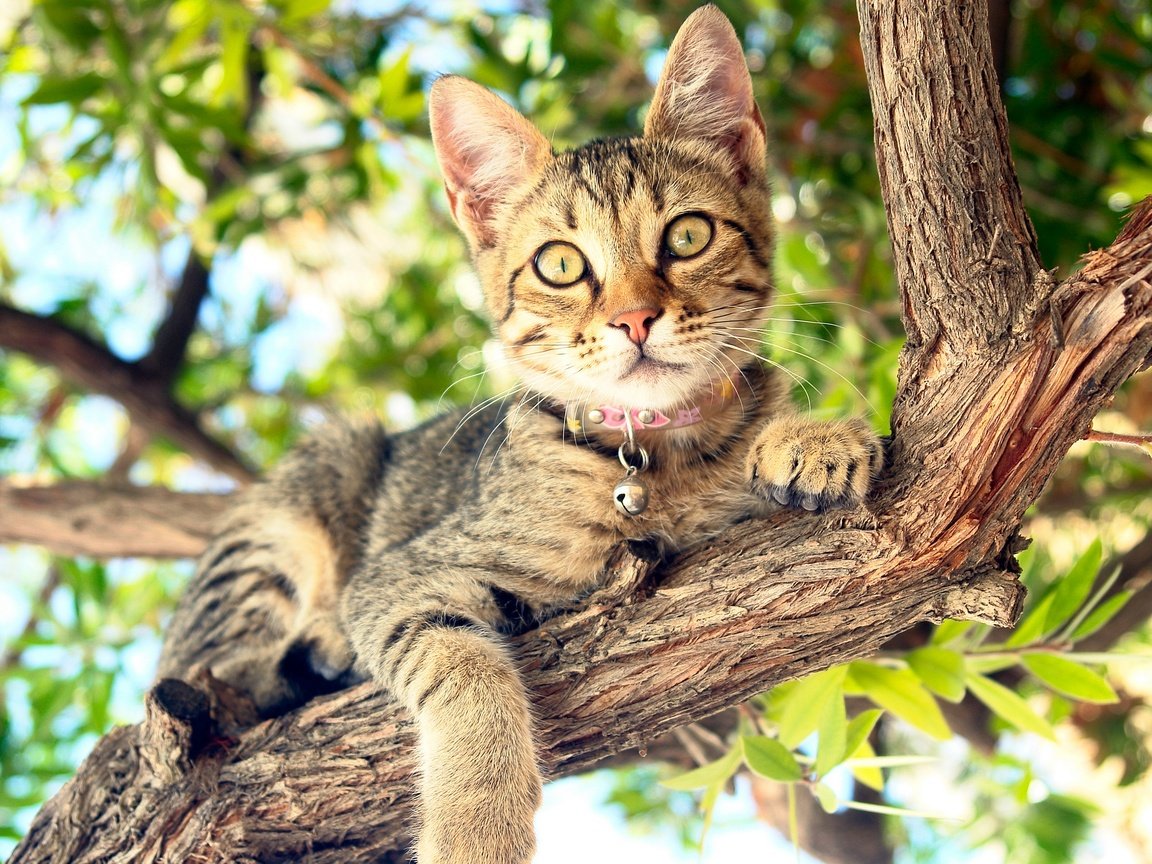 Обои дерево, кот, кошка, tree, cat разрешение 2880x1800 Загрузить