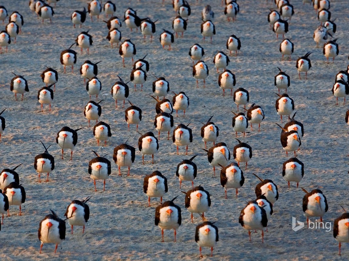 Обои птицы, сша, bing, cape may, ньюджерси, черные водорезы, birds, usa, new jersey, black skimmers разрешение 1920x1200 Загрузить