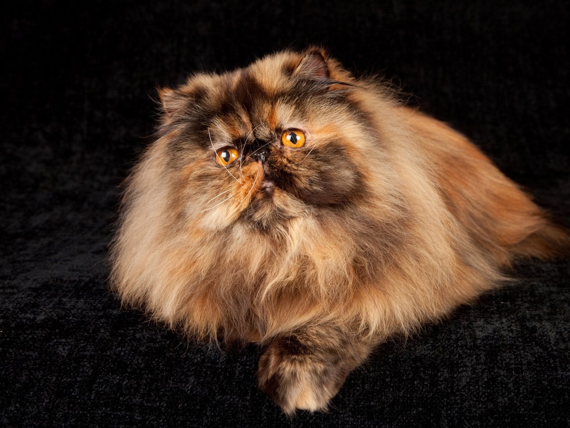 Обои кот, кошка, персидская, cat, persian разрешение 1920x1200 Загрузить