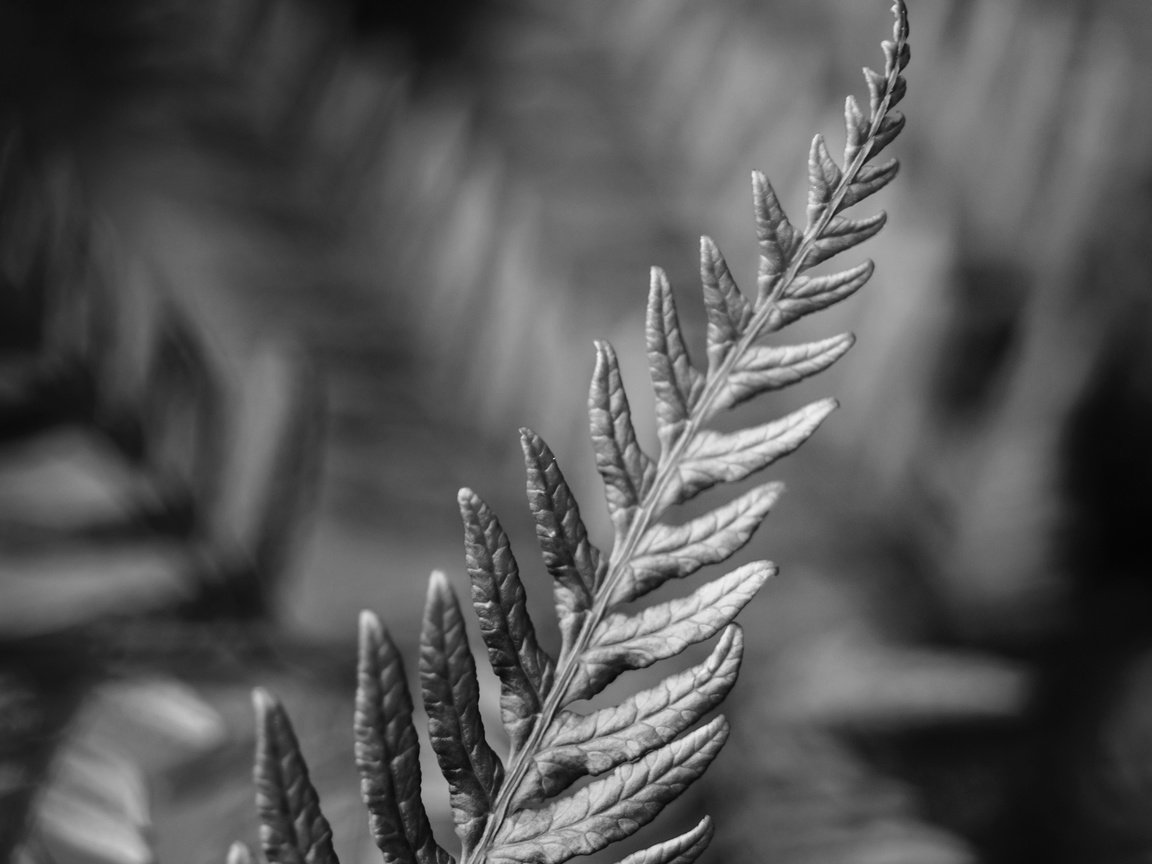 Обои макро, чёрно-белое, лист, растение, папоротник, macro, black and white, sheet, plant, fern разрешение 2160x1920 Загрузить