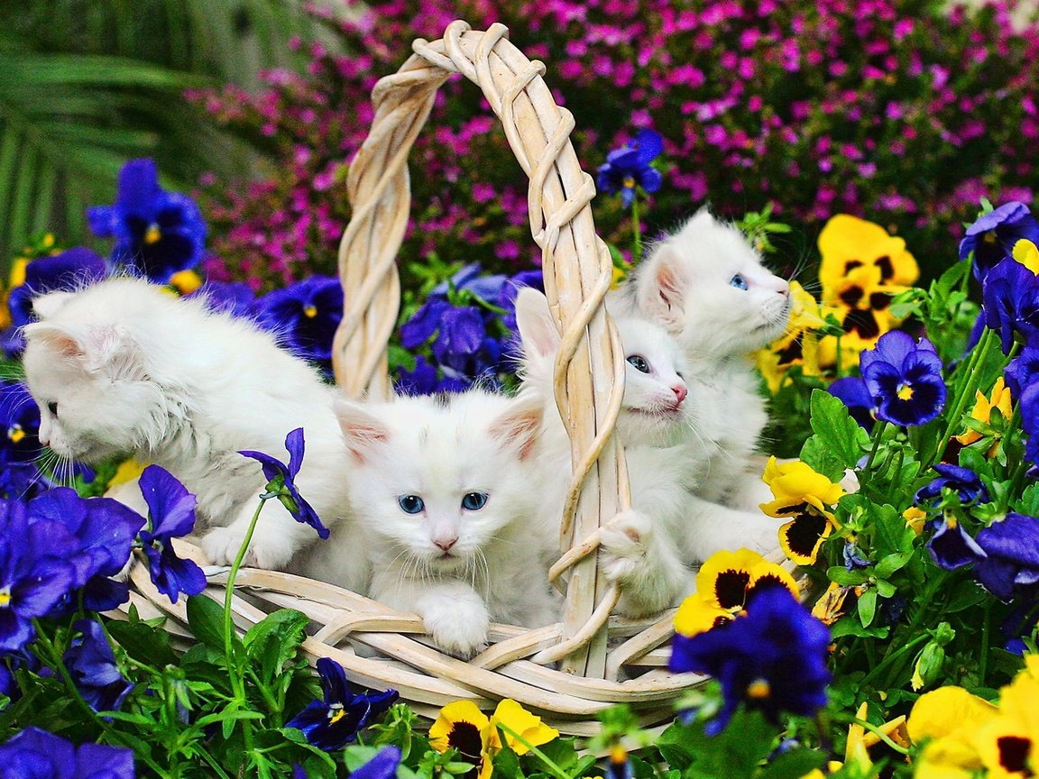 Обои цветы, корзина, белые, кошки, котята, flowers, basket, white, cats, kittens разрешение 1920x1200 Загрузить