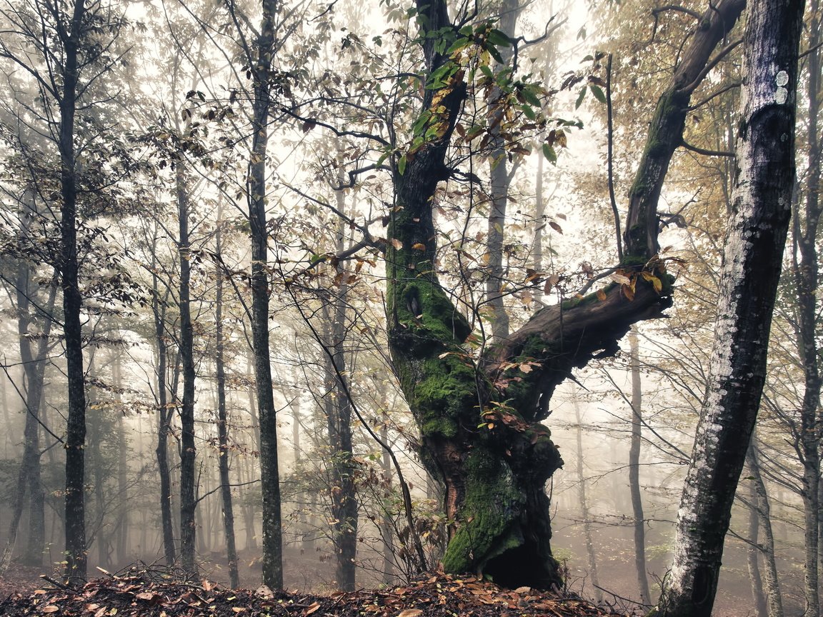 Обои деревья, природа, лес, листья, осень, мох, trees, nature, forest, leaves, autumn, moss разрешение 5282x3444 Загрузить