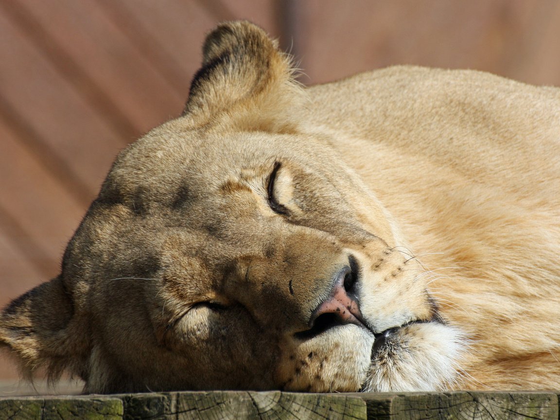 Обои морда, кошка, сон, спит, большая кошка, отдых, лев, львица, face, cat, sleep, sleeping, big cat, stay, leo, lioness разрешение 3911x2626 Загрузить