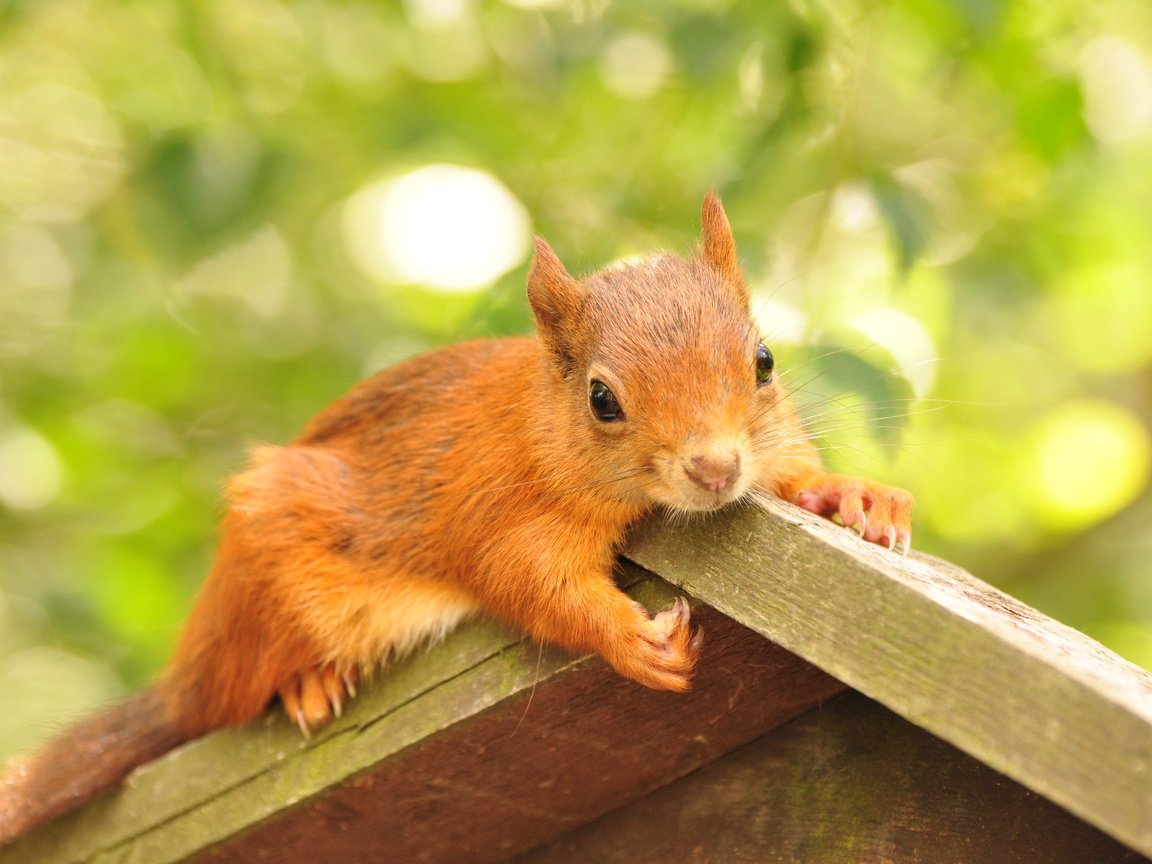 Обои листва, домик, животное, белка, грызун, кормушка, foliage, house, animal, protein, rodent, feeder разрешение 4288x2848 Загрузить