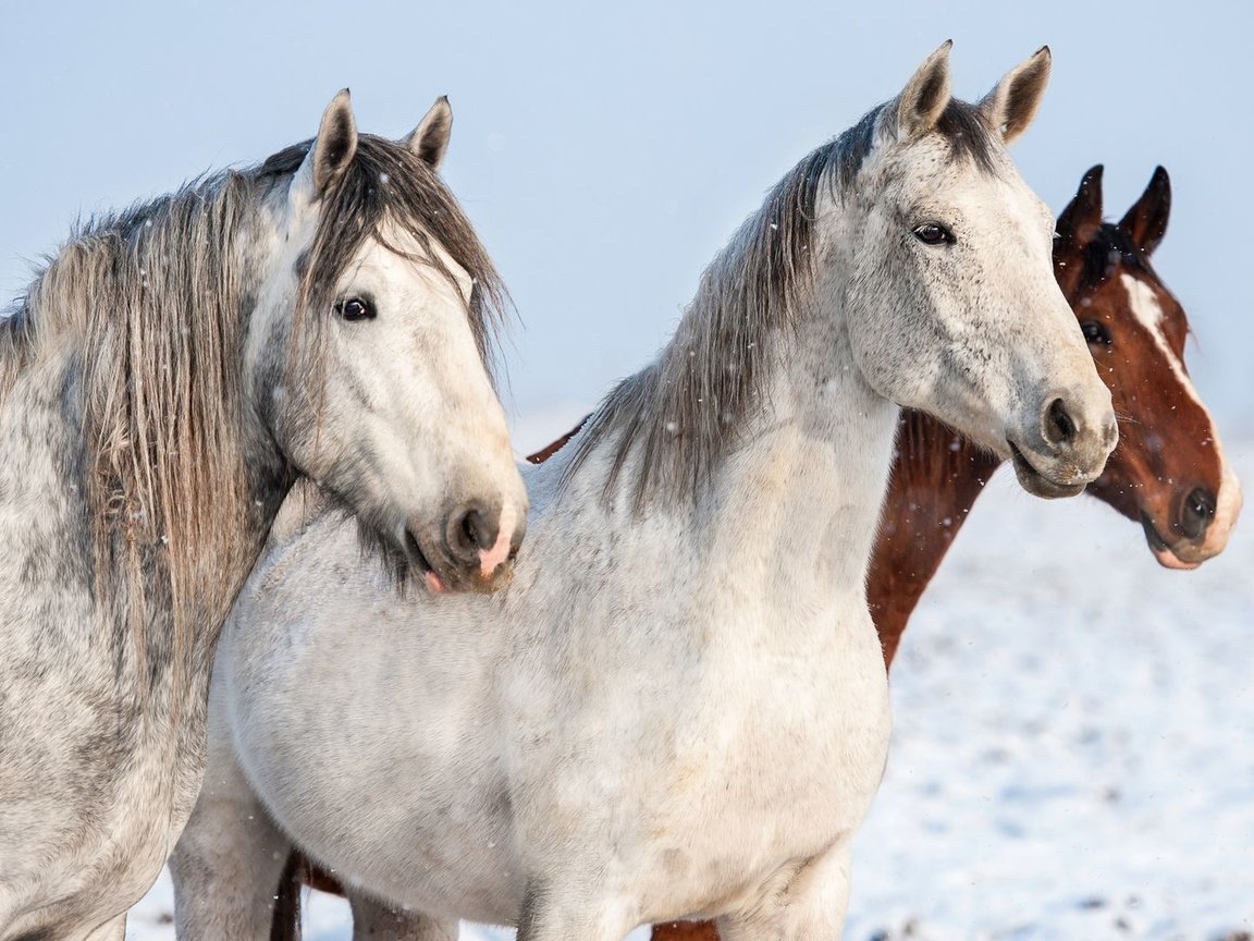 Обои лошади, кони, horse, horses разрешение 1920x1080 Загрузить