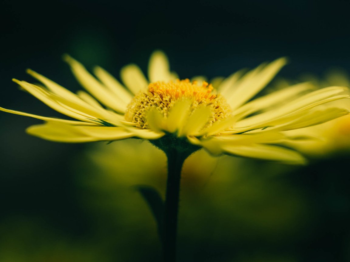 Обои желтый, макро, цветок, лето, лепестки, размытость, желтые, yellow, macro, flower, summer, petals, blur разрешение 2048x1365 Загрузить