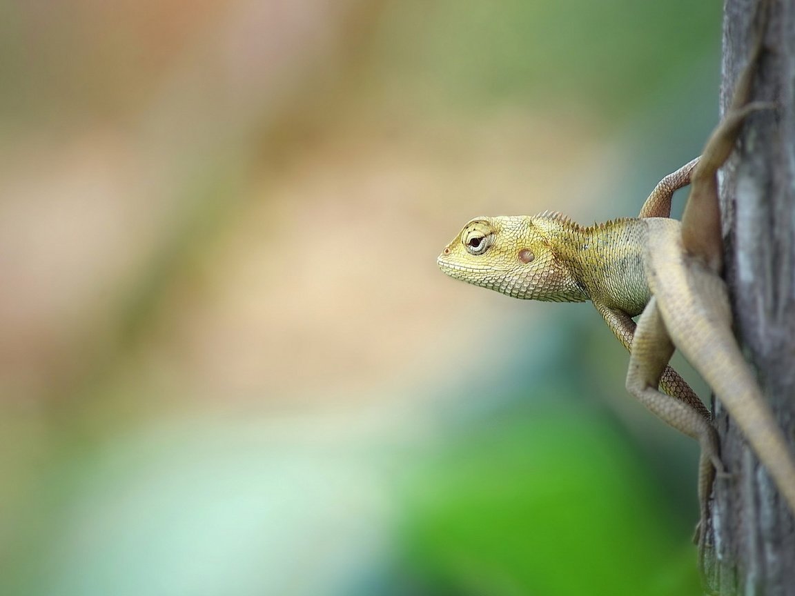 Обои природа, фон, ящерица, nature, background, lizard разрешение 1920x1200 Загрузить