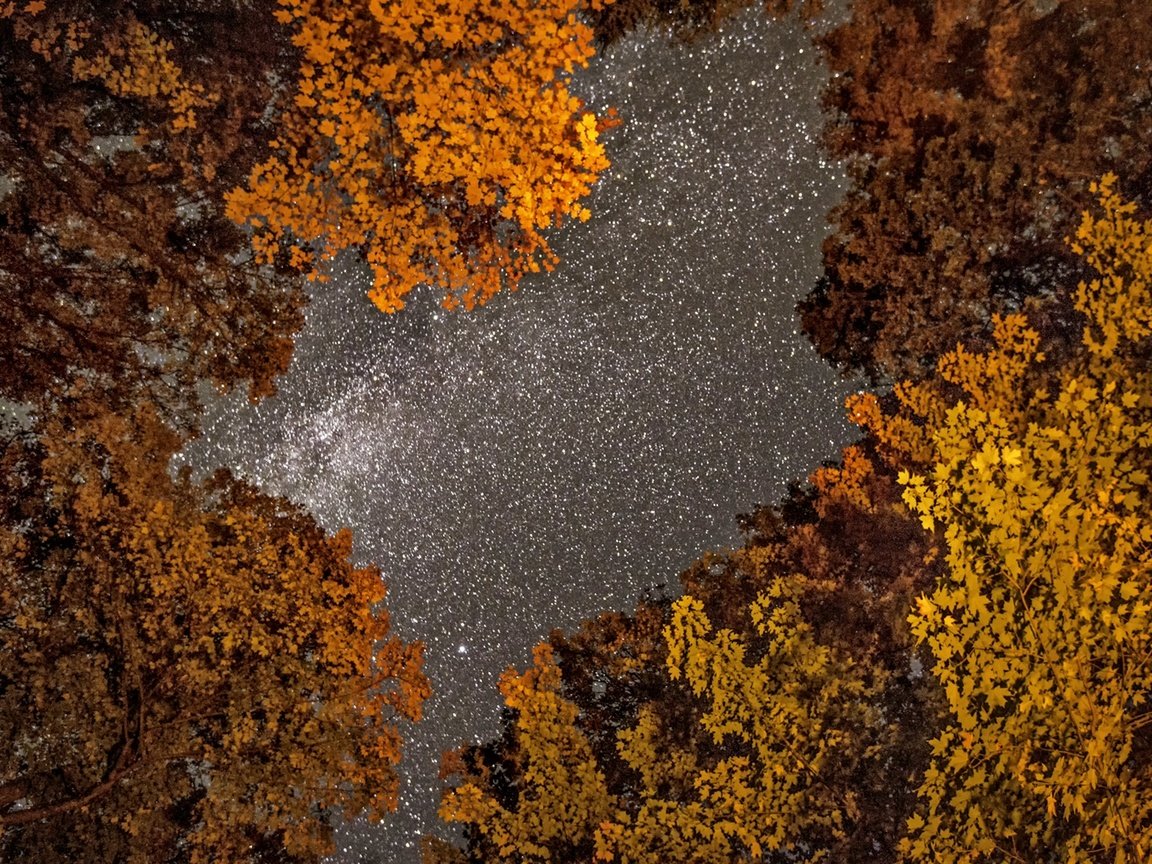 Обои небо, деревья, фото, осень, фотограф, greg stevenson, ночное, звездное, the sky, trees, photo, autumn, photographer, night, star разрешение 1920x1271 Загрузить