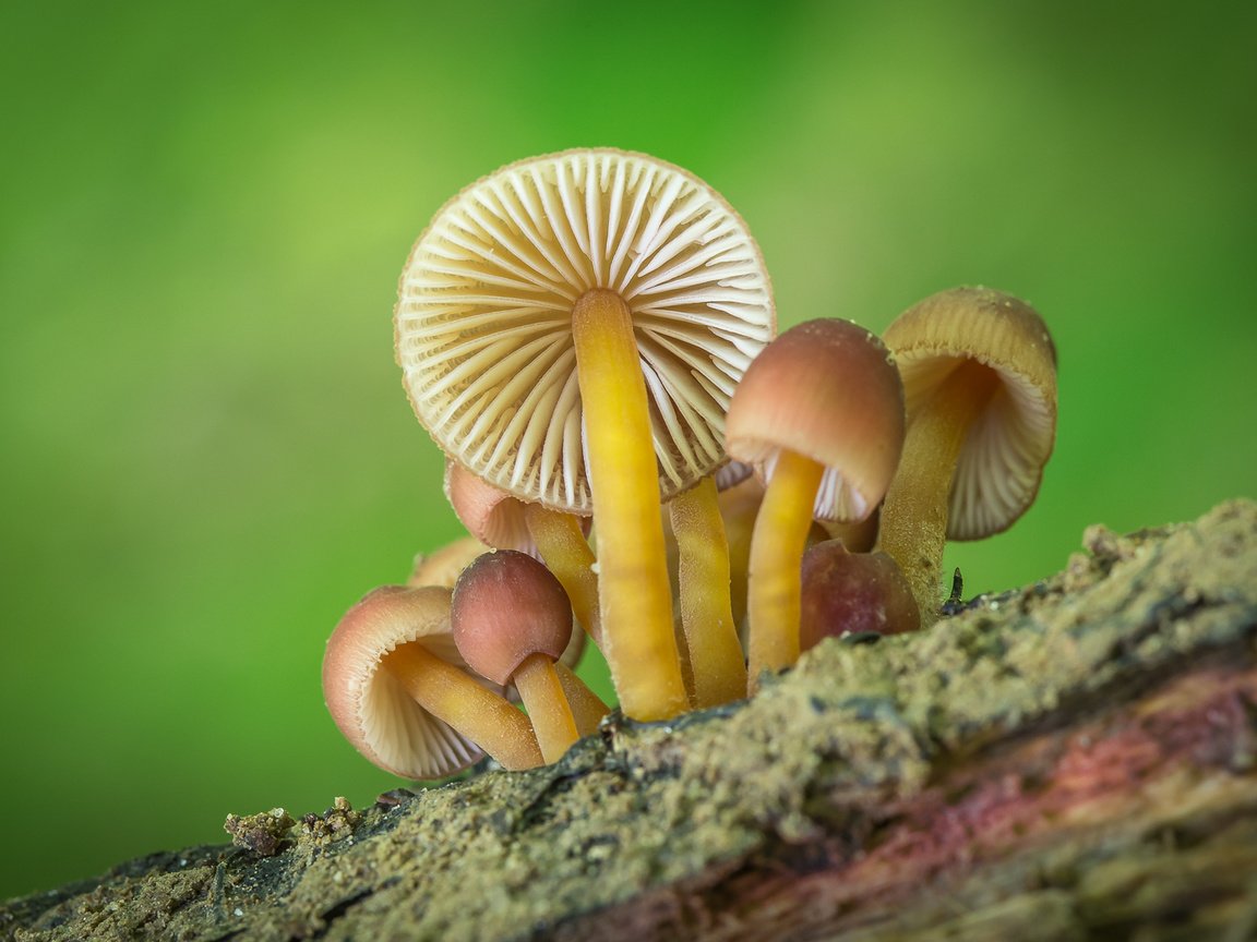 Обои природа, фон, грибы, nature, background, mushrooms разрешение 1920x1200 Загрузить