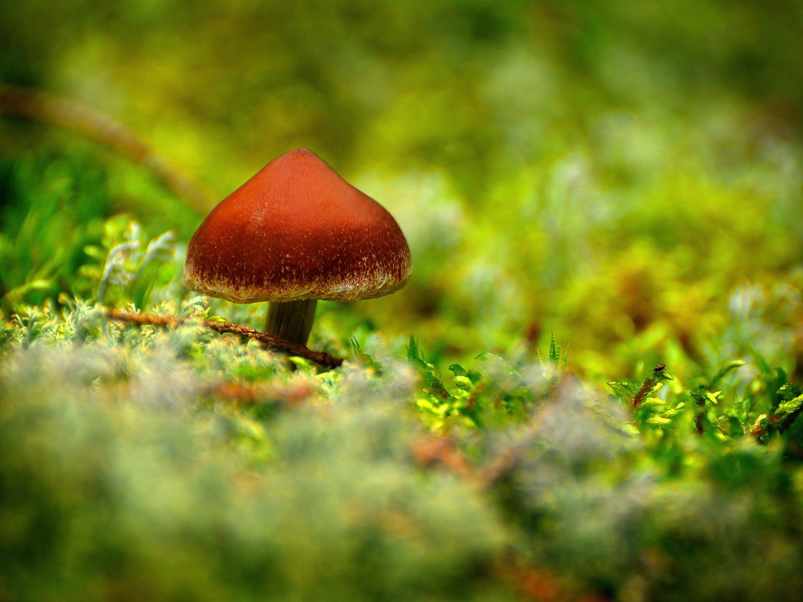 Обои лес, гриб, мох, forest, mushroom, moss разрешение 2560x1700 Загрузить