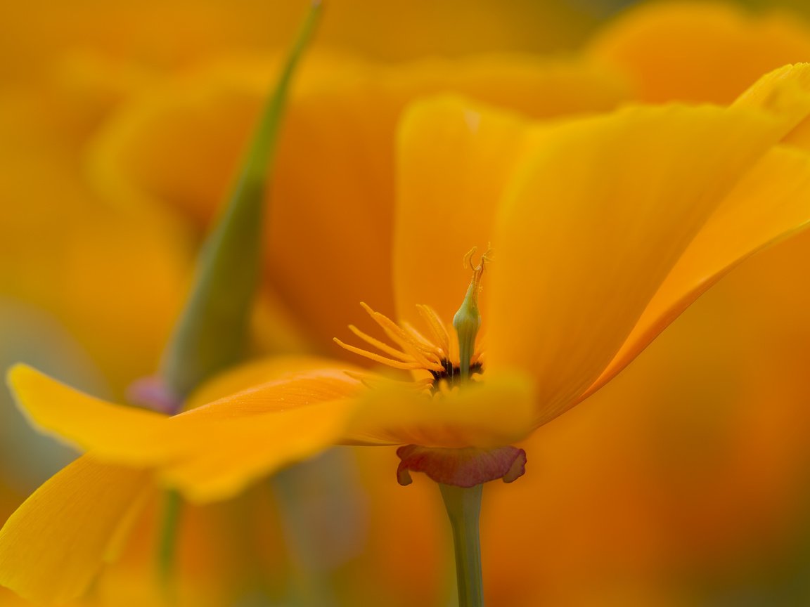 Обои желтый, макро, цветок, лепестки, эшштольция калифорнийская, yellow, macro, flower, petals, escholzia california разрешение 2048x1365 Загрузить