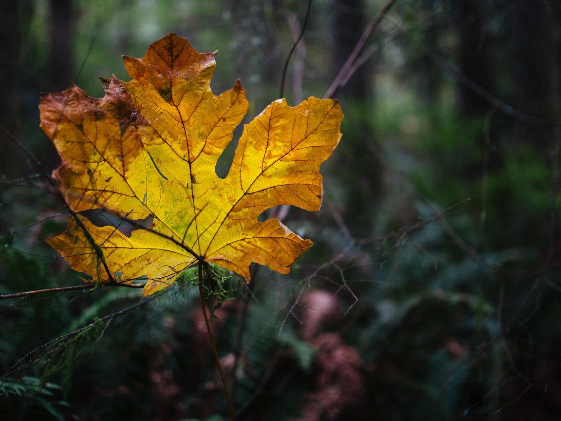 Обои природа, осень, лист, nature, autumn, sheet разрешение 2048x1152 Загрузить