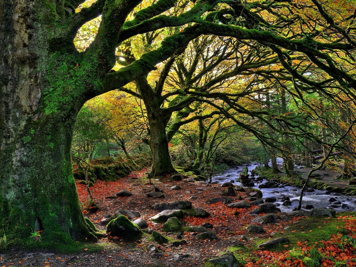 Обои деревья, лес, пейзаж, осень, речка, killarney national park, trees, forest, landscape, autumn, river разрешение 2880x1920 Загрузить