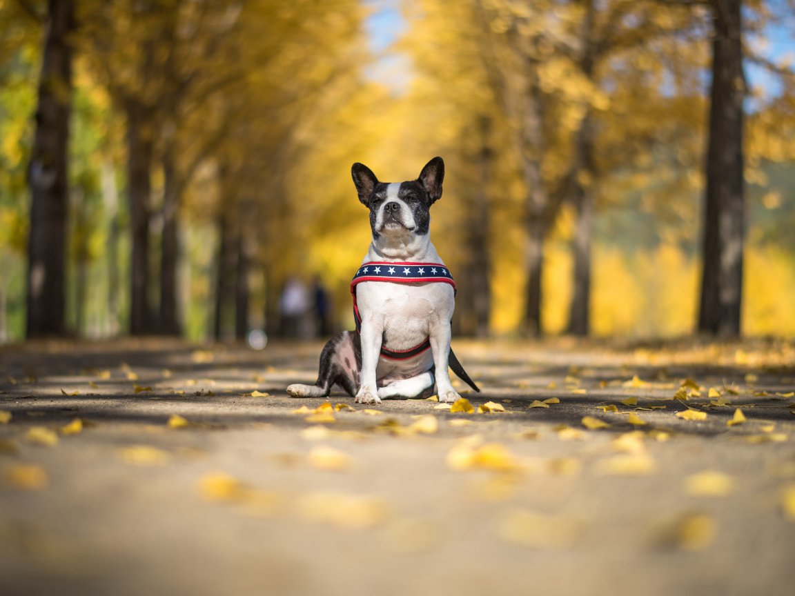 Обои взгляд, осень, собака, друг, бостон-терьер, look, autumn, dog, each, boston terrier разрешение 2048x1367 Загрузить