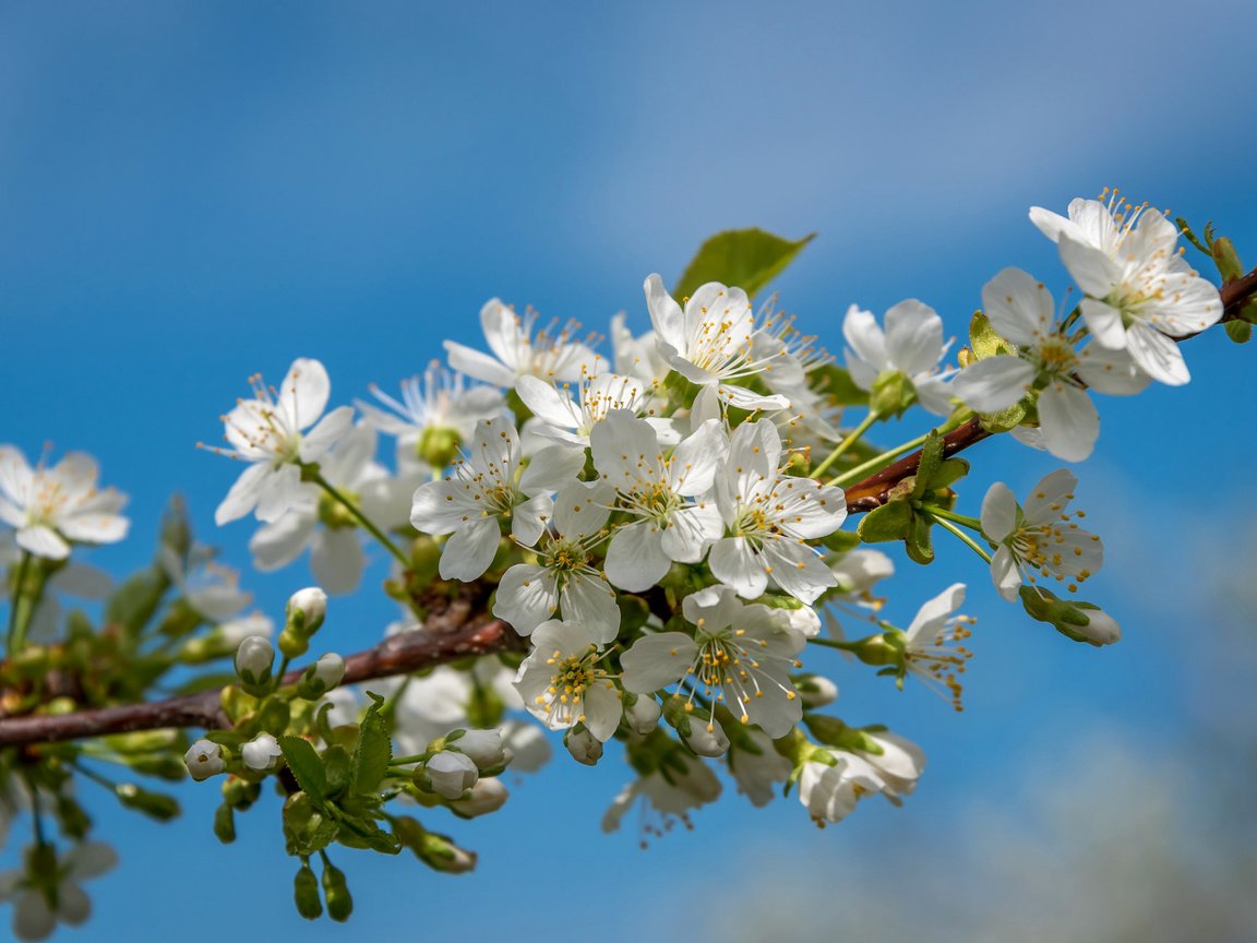 Обои небо, ветка, дерево, лепестки, сад, весна, the sky, branch, tree, petals, garden, spring разрешение 2048x1311 Загрузить