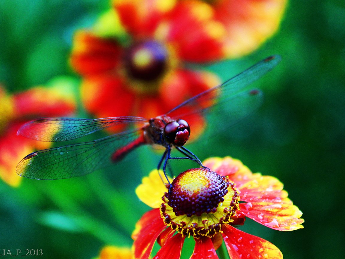 Обои цветы, лето, стрекоза,  цветы, летнее, flowers, summer, dragonfly разрешение 3456x2304 Загрузить