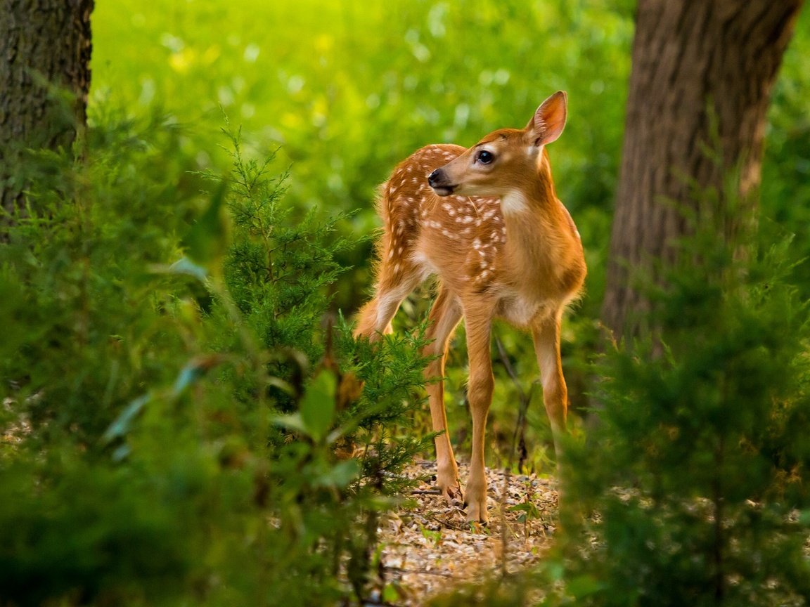 Обои лес, олень, малыш, олененок, forest, deer, baby, fawn разрешение 1920x1379 Загрузить