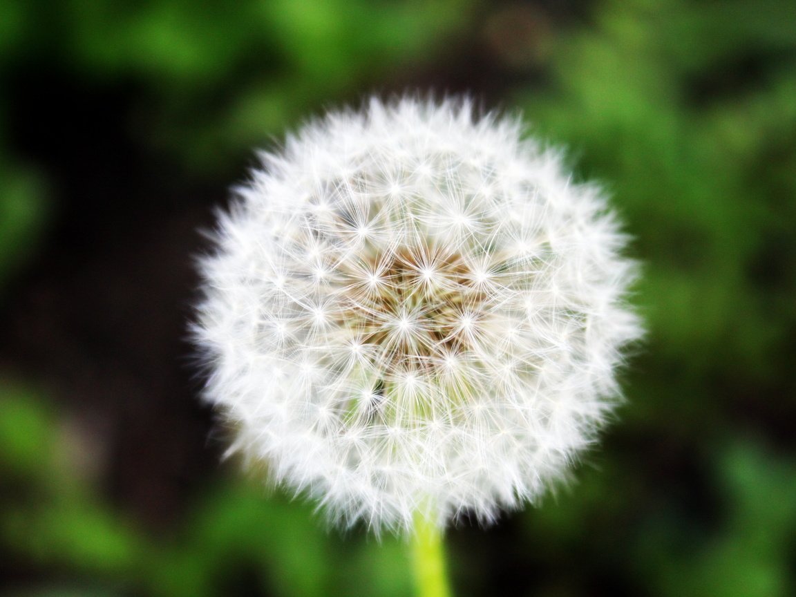 Обои трава, зелень, макро, лето, одуванчик, grass, greens, macro, summer, dandelion разрешение 5184x3456 Загрузить