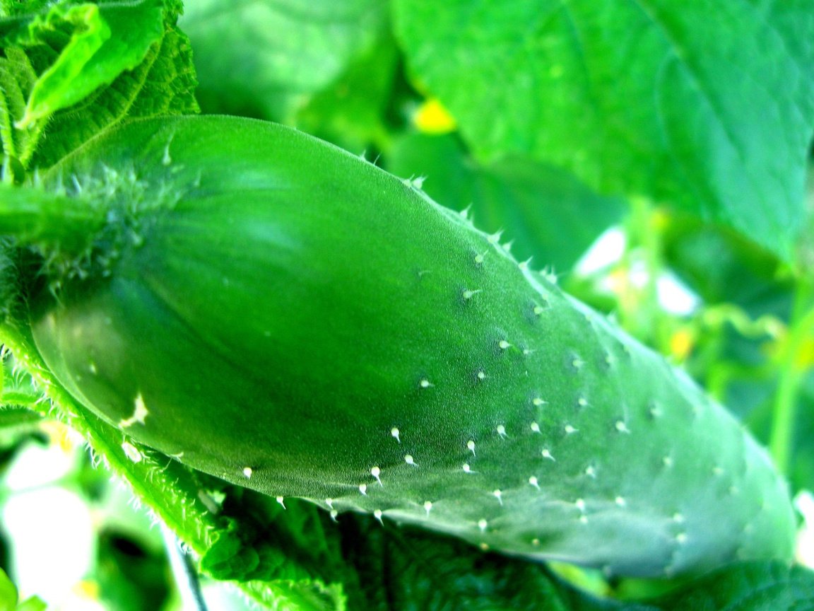 Обои листья, зелёный, макро, пупырышки, огурец, leaves, green, macro, bumps, cucumber разрешение 1920x1278 Загрузить