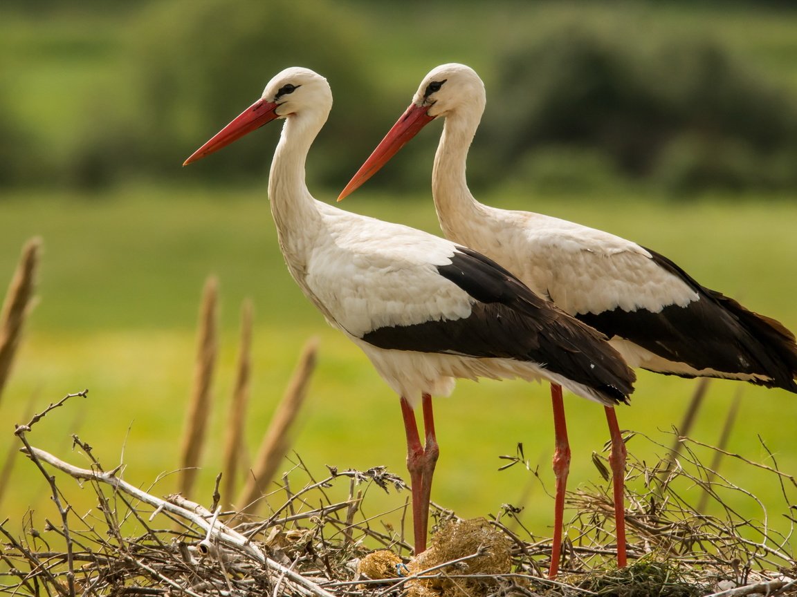 Обои природа, птицы, аисты, nature, birds, storks разрешение 2560x1600 Загрузить