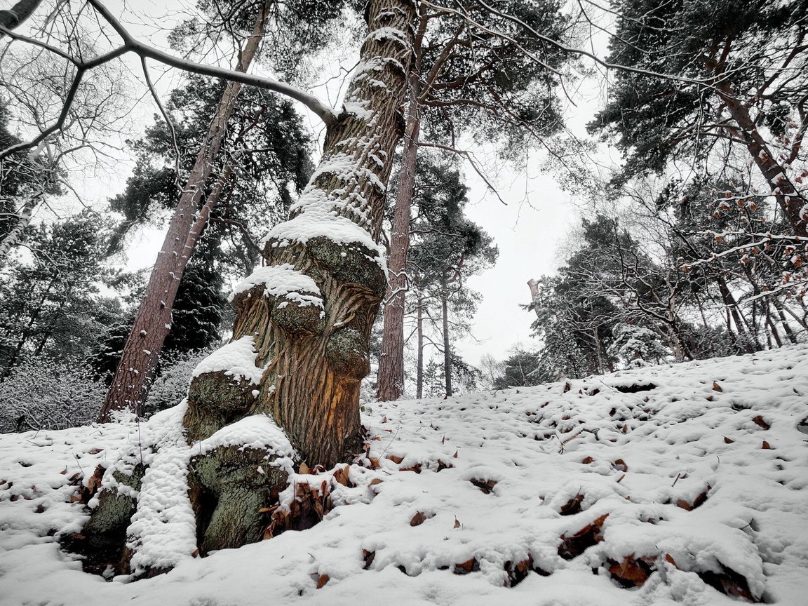 Обои дерево, лес, зима, tree, forest, winter разрешение 1920x1200 Загрузить