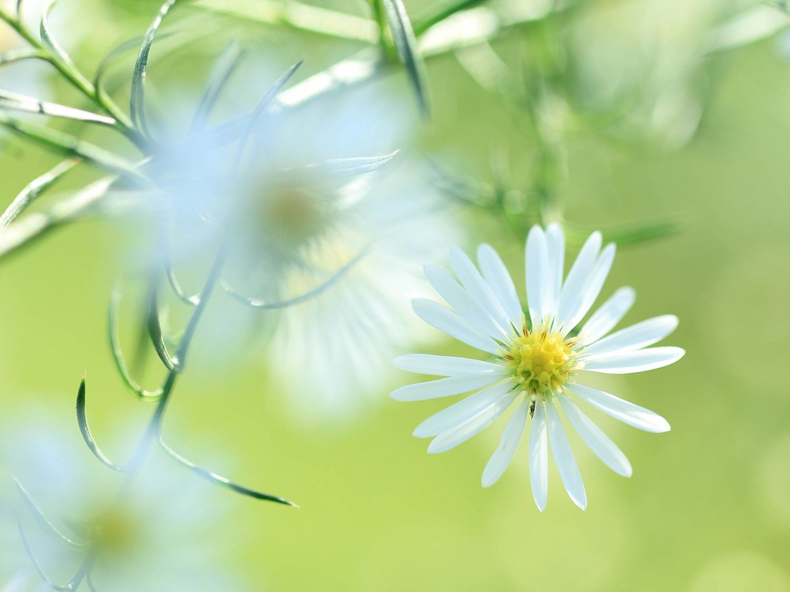 Обои цветок, лепестки, луг, растение, flower, petals, meadow, plant разрешение 2048x1365 Загрузить