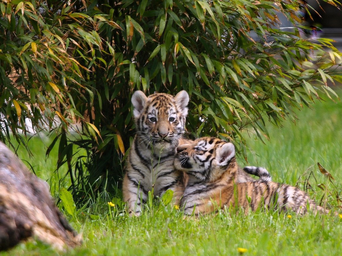 Обои тигр, парочка, малыши, котята, тигрята, детеныши, двойняшки, tiger, a couple, kids, kittens, the cubs, cubs, twins разрешение 1920x1386 Загрузить